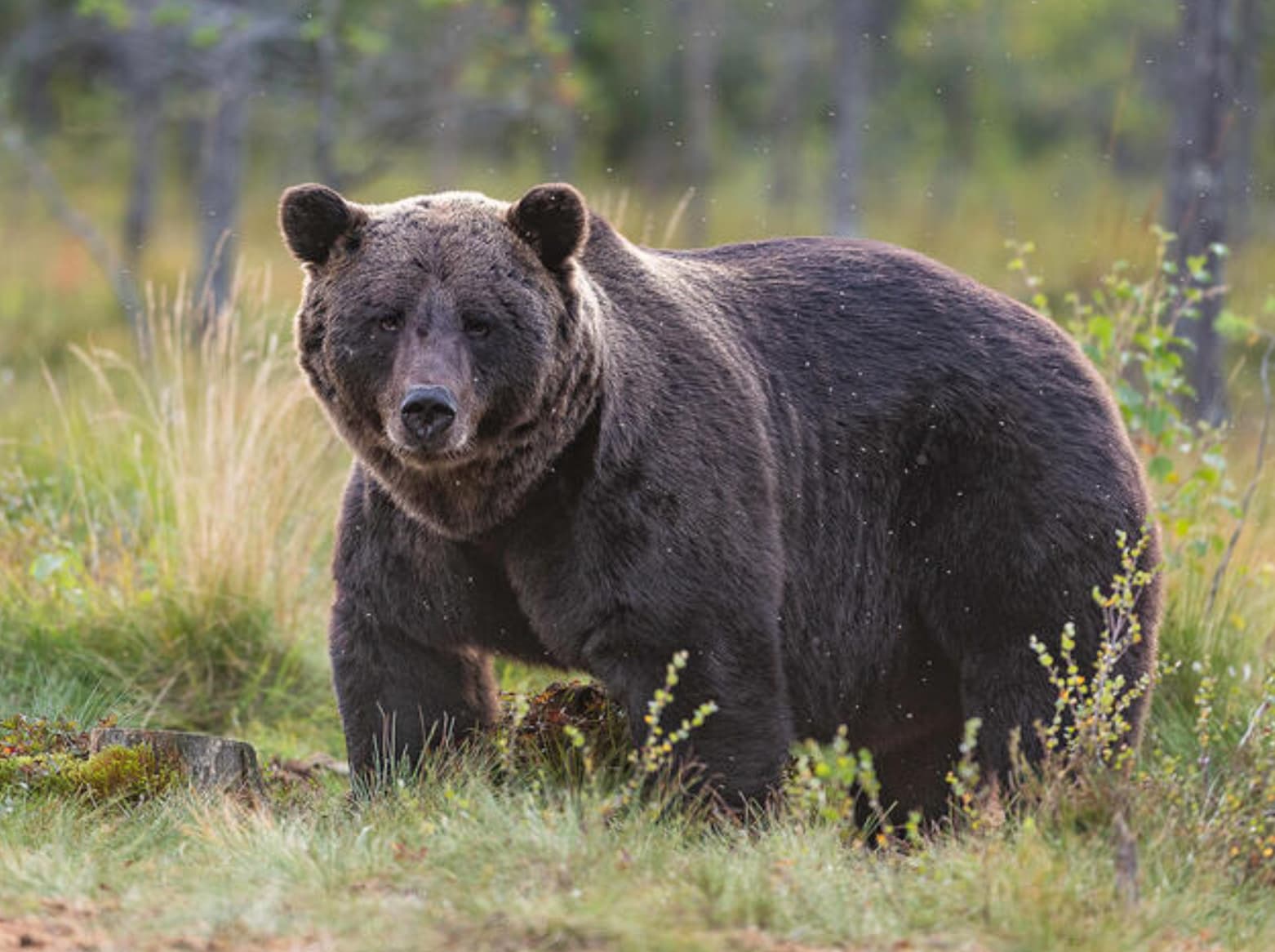 dark brown bear